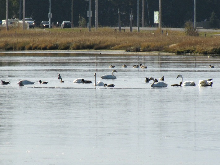 swansoct 16 010