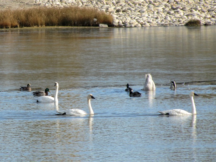 swansoct 16 020