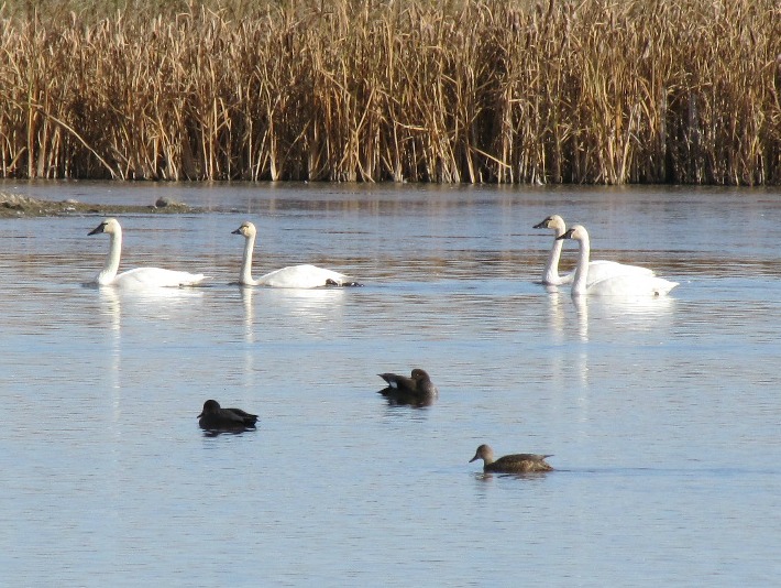 swansoct 16 032