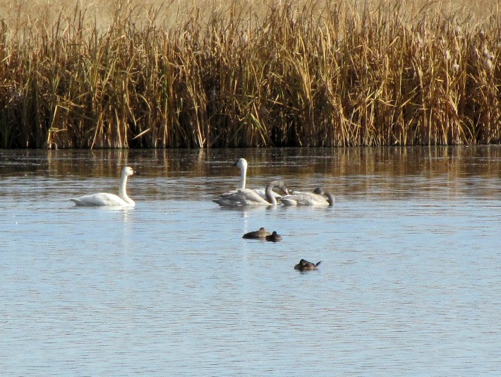 swansoct 16 041