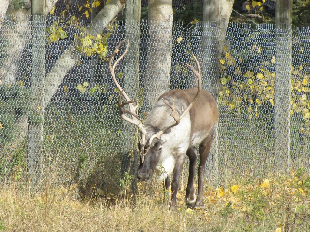 woodland caribou 107