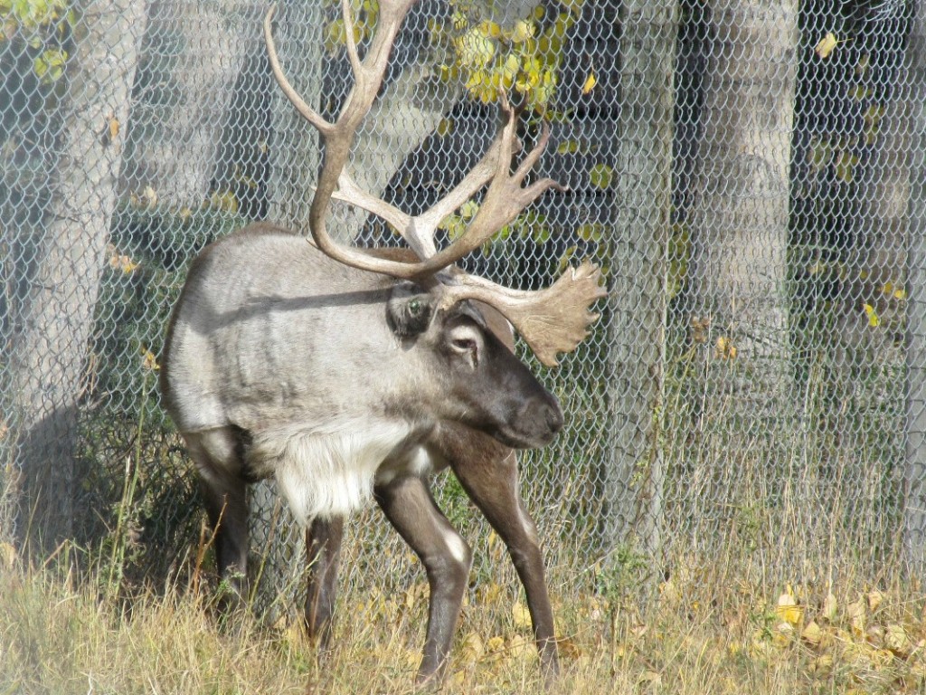 woodland caribou 108