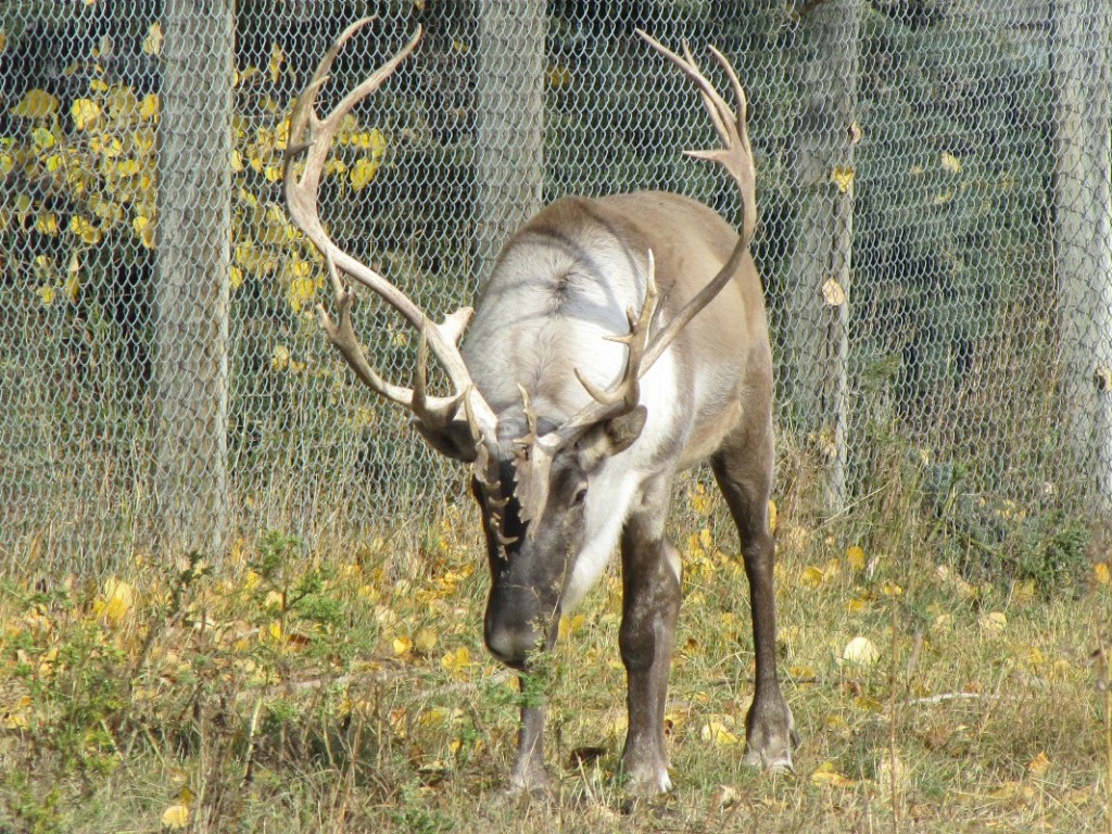 woodland caribou 110
