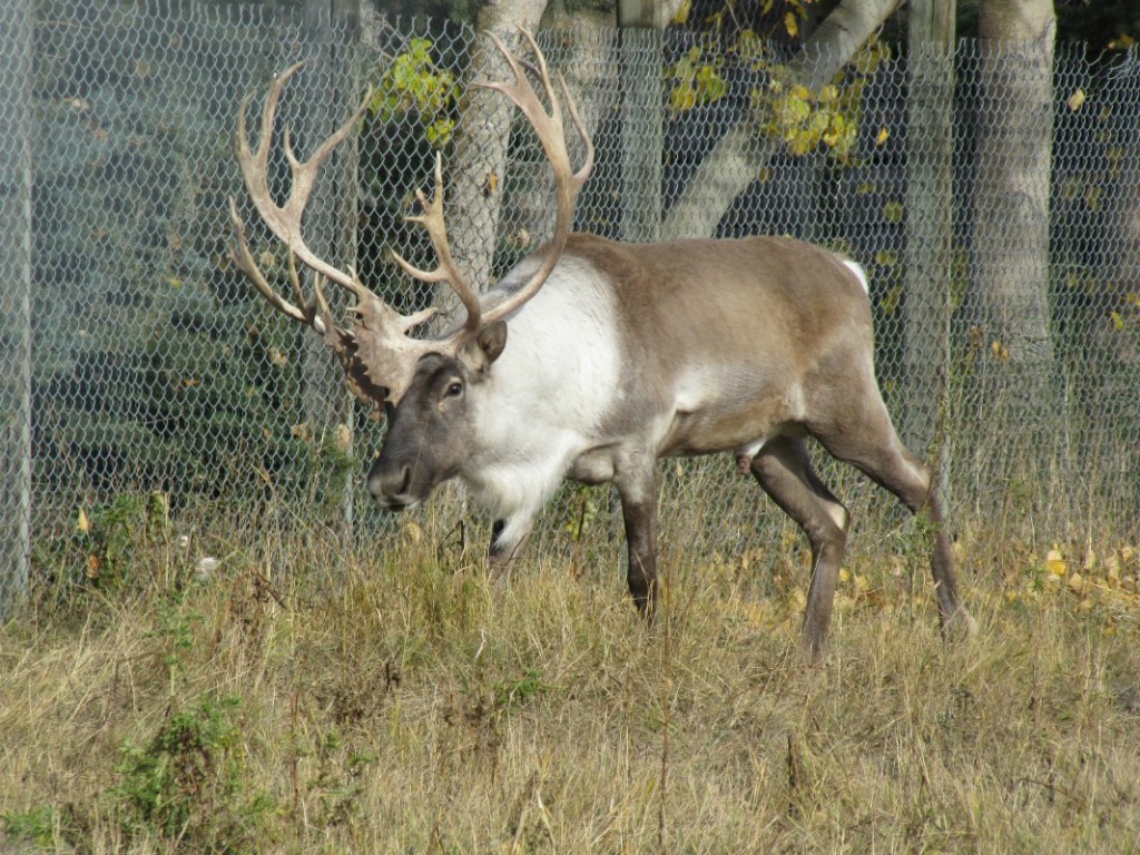 woodland caribou 111