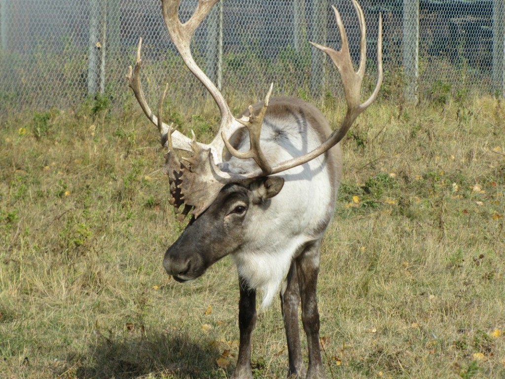 woodland caribou 115