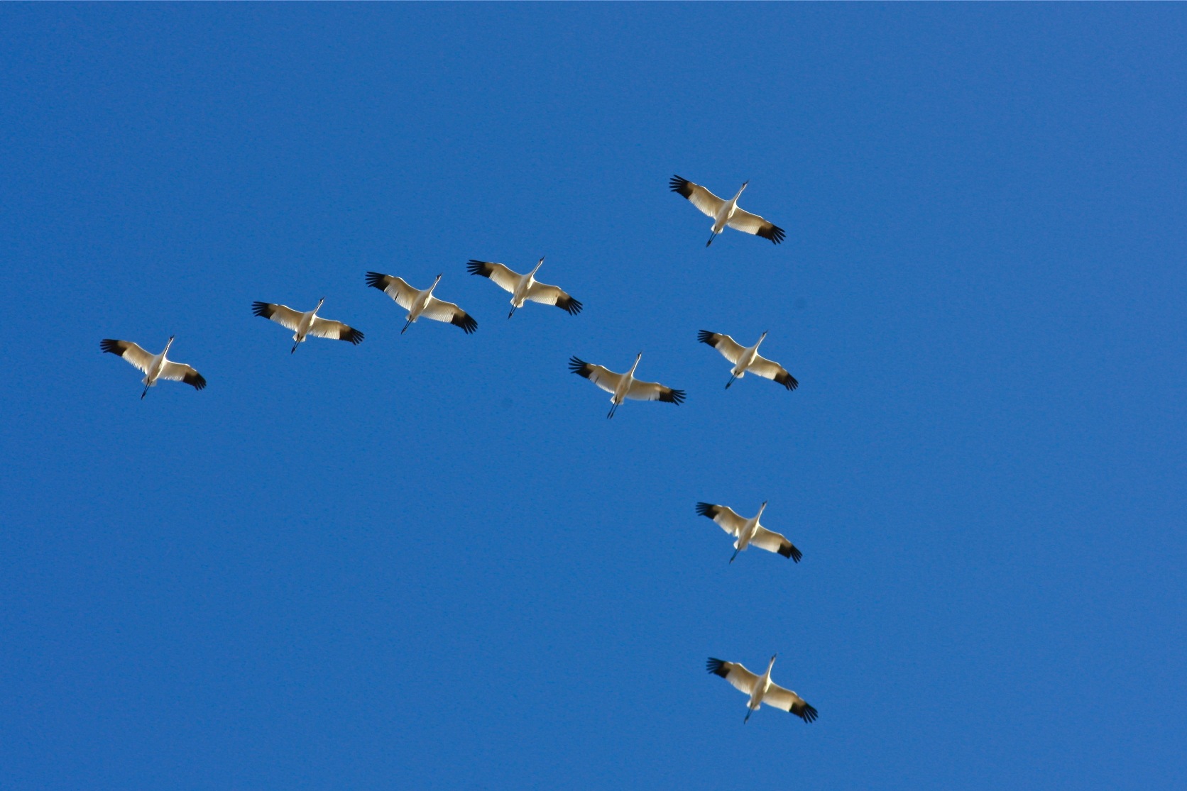 birds migrate