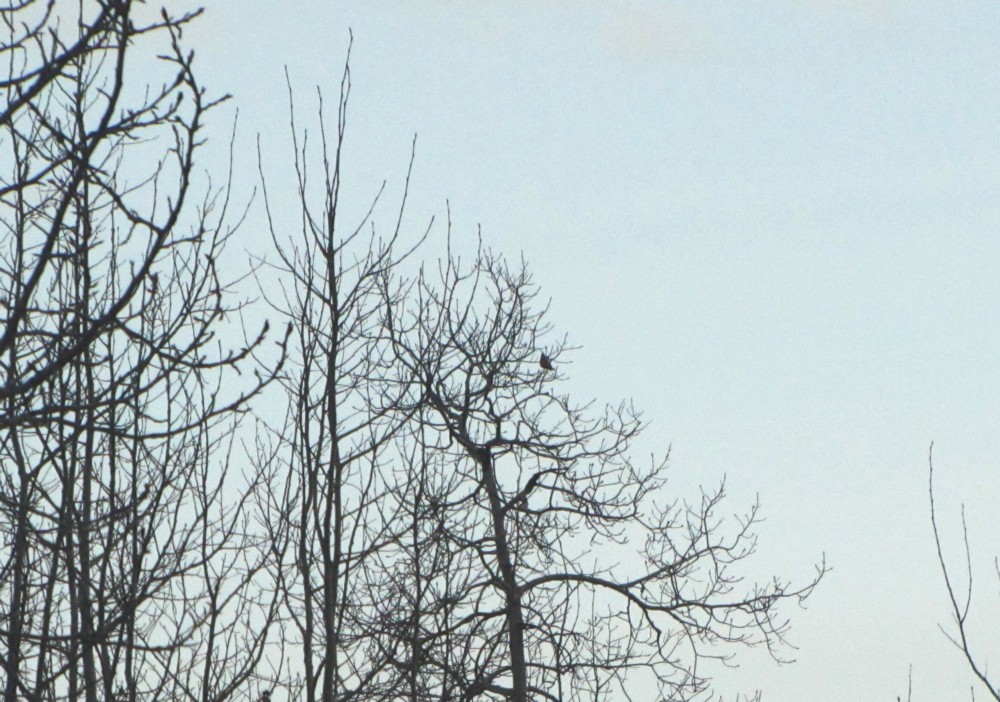 IMG_1945 zoom