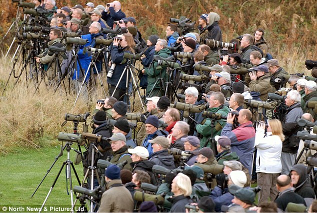 advanced birding techniques finding the northern pygmy owl birding 634x426