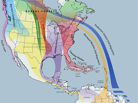 Hummingbird Migration Chart 2018