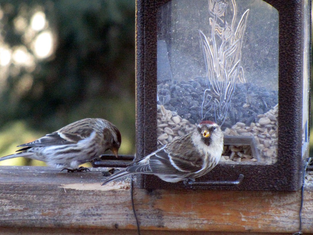 redpolls