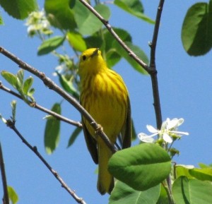 warbler