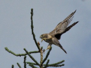 merlin