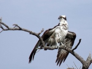 osprey