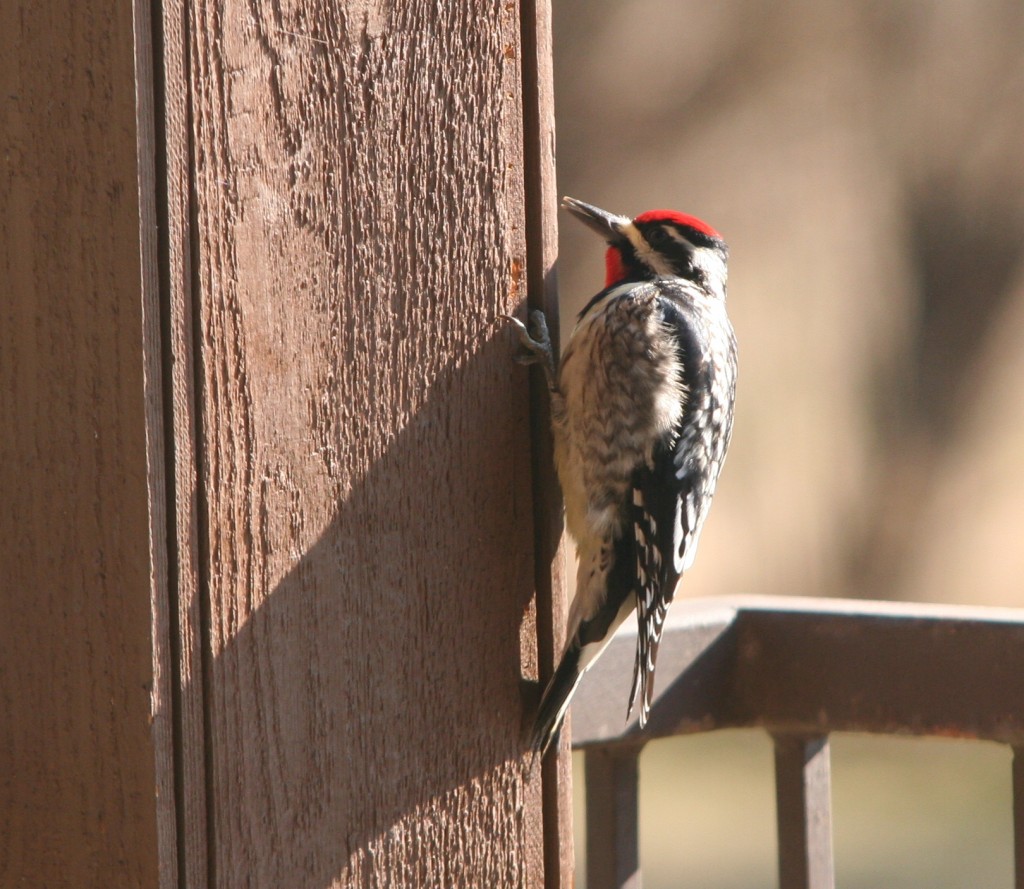 2010_Spring 091 Yellow-Bellied Sapsucker
