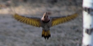IMG_0415 Northern Yellow-Shafted Flicker in flight