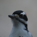 IMG_1335 Downy woodpecker up close and personal