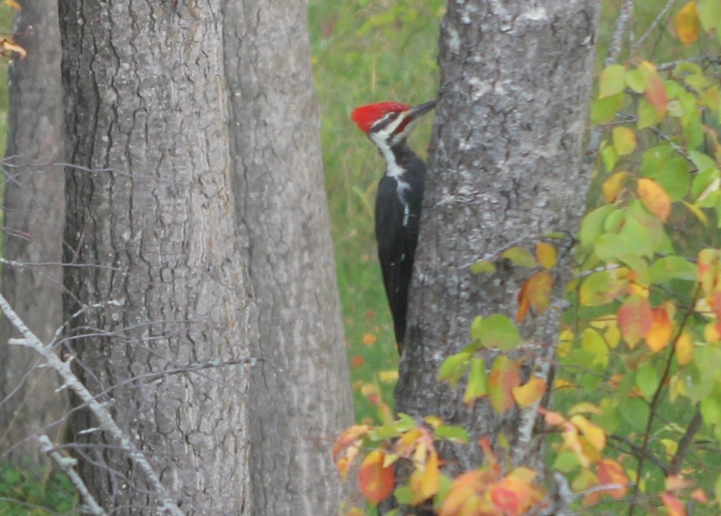IMG_3782 Pileated Woodpecker