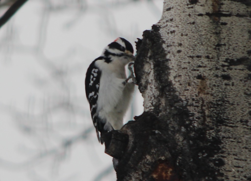 IMG_4152 downy woodpecker hanging on