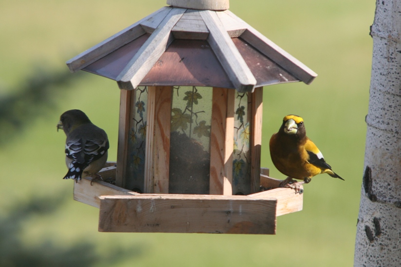 ABA Announces Their Bird Of The Year Bird Canada