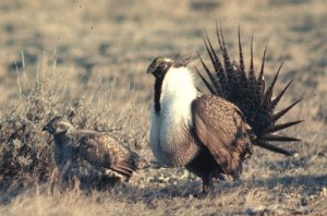 sagegrouse2(credit serm)