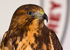 swainson's hawk_ nebarnix