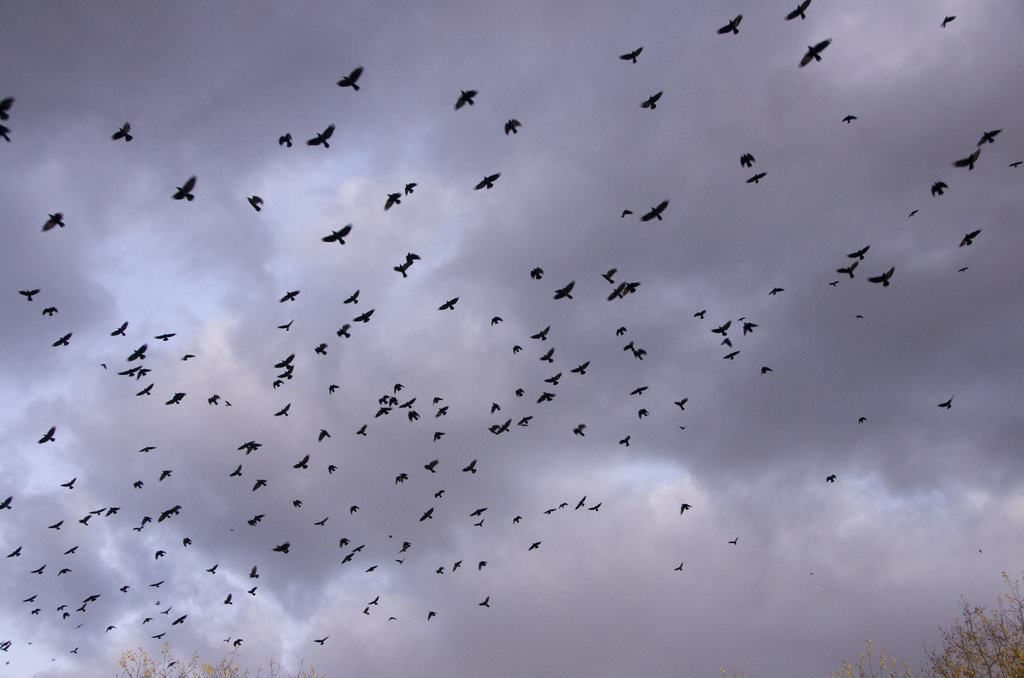 Murder of American Crows, Fall 2011 - Nose Hill Park, Calgary, AB