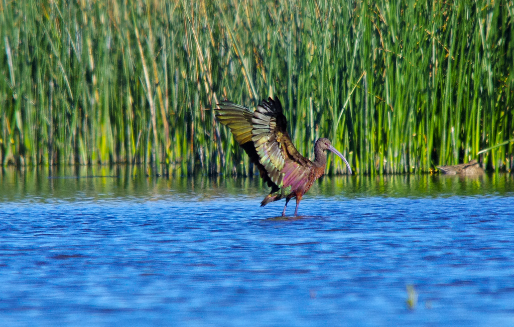 White-faced Ibis - Frank Lake, AB