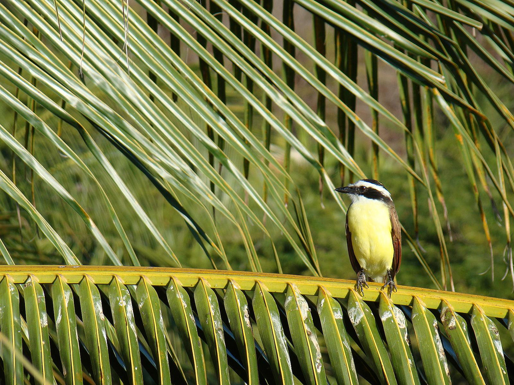 Great Kiskadee in Huatulco, Mexico