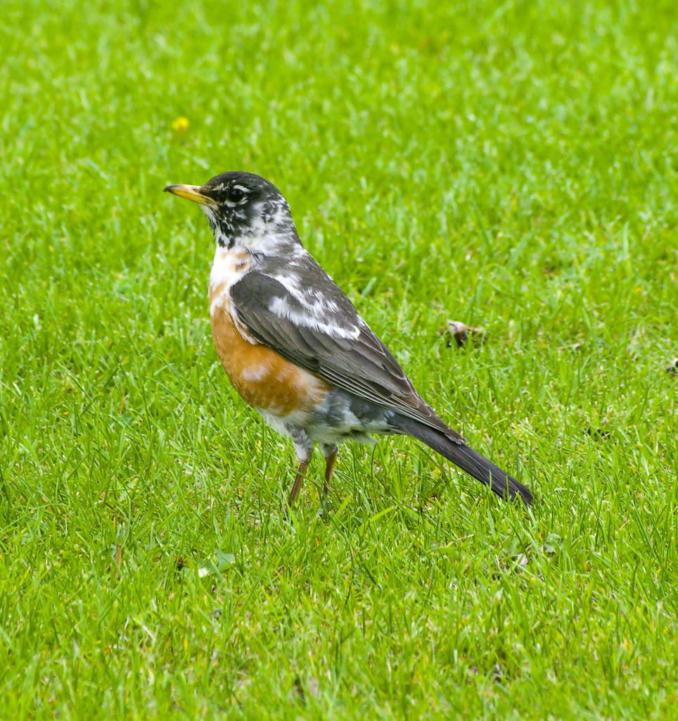 Leucistic American Robin at Inglewood Bird Sanctuary - Calgary, AB