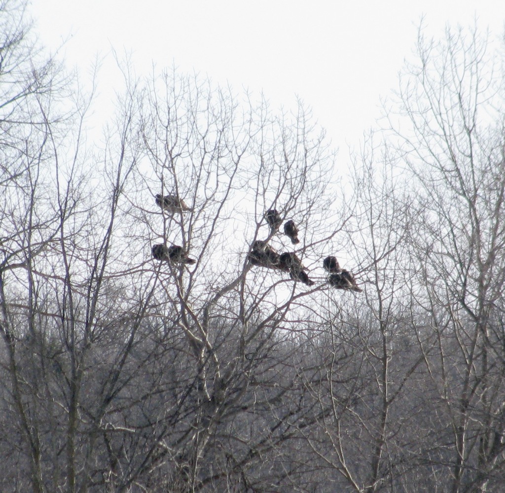Is that a  Wild Turkey , several Wild Turkeys, sitting up in that tree? Why  yes, it is!