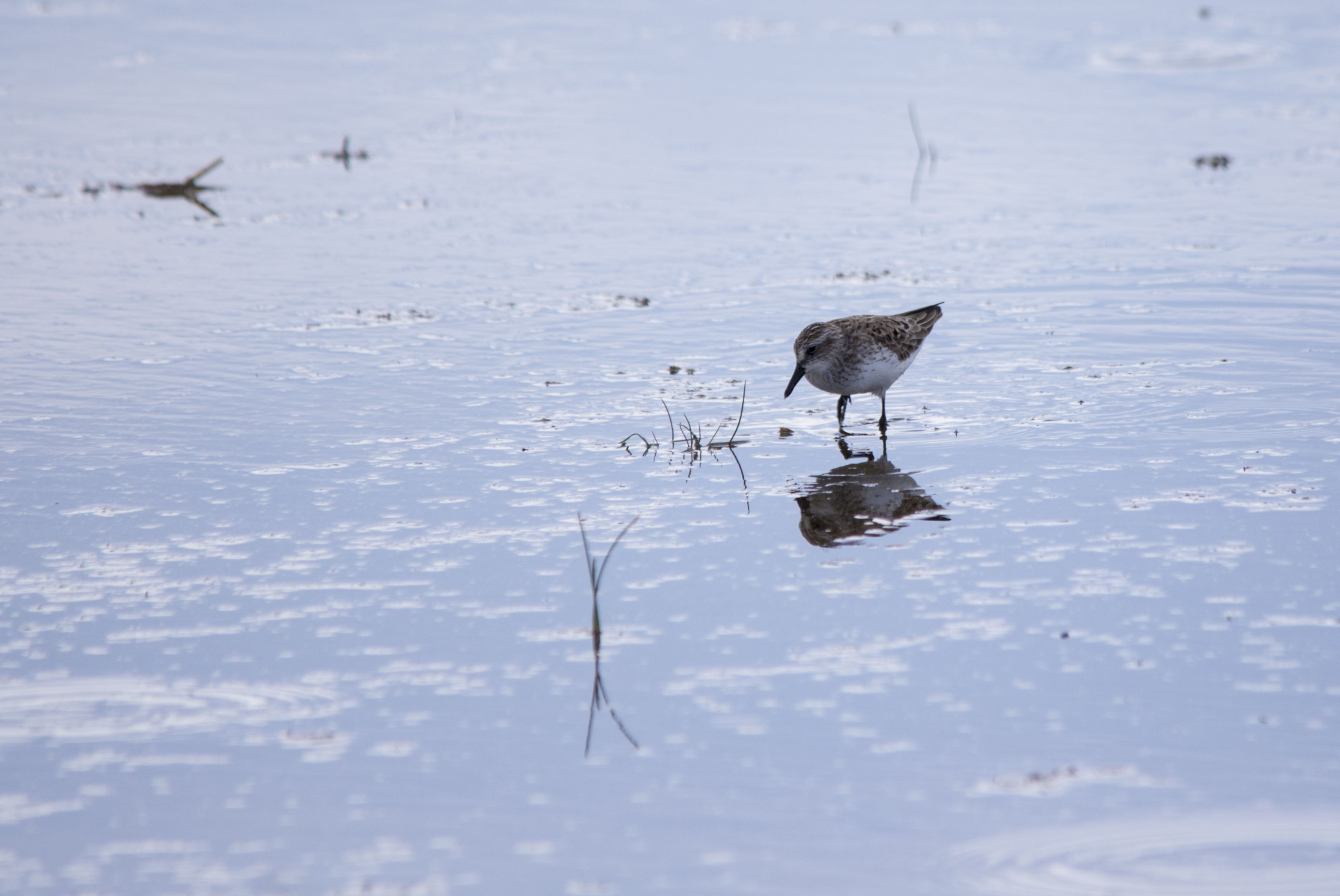 Baird's Sandpiper - Glenmore Trail & Highway 24 Slough, May 2013