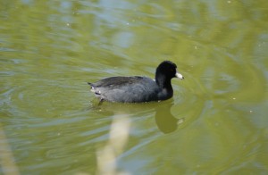 SONY DSC