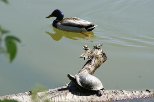 SONY DSC