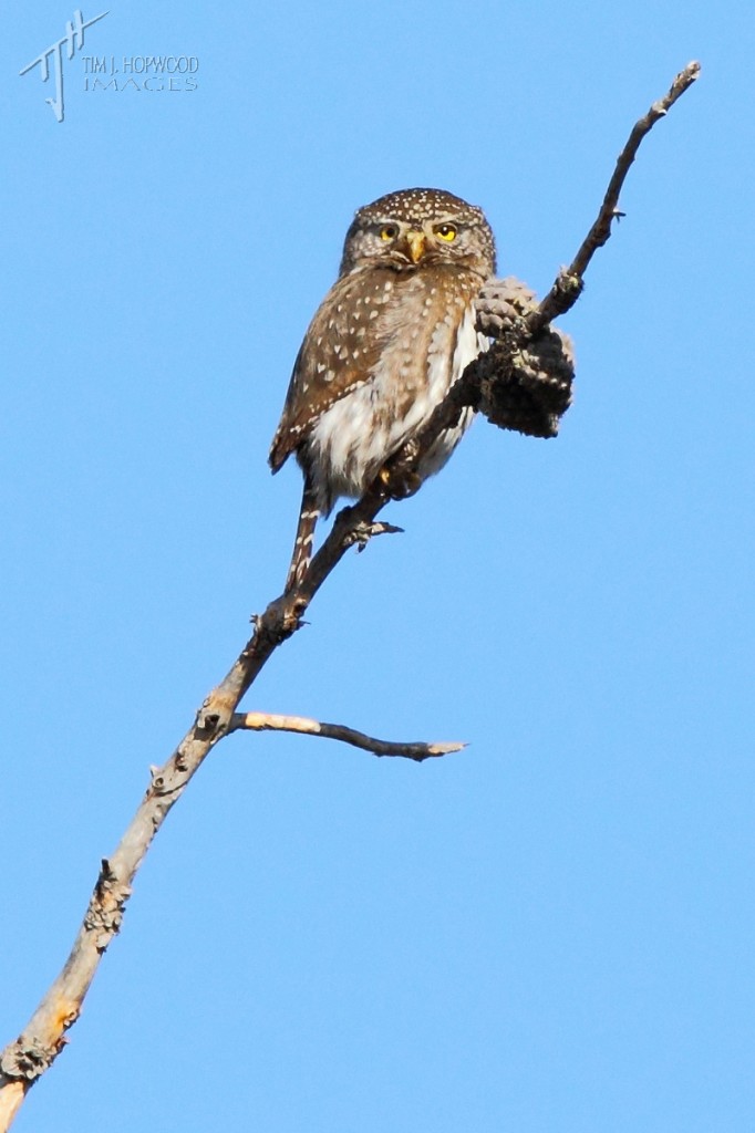 Northern Pygmy Owl