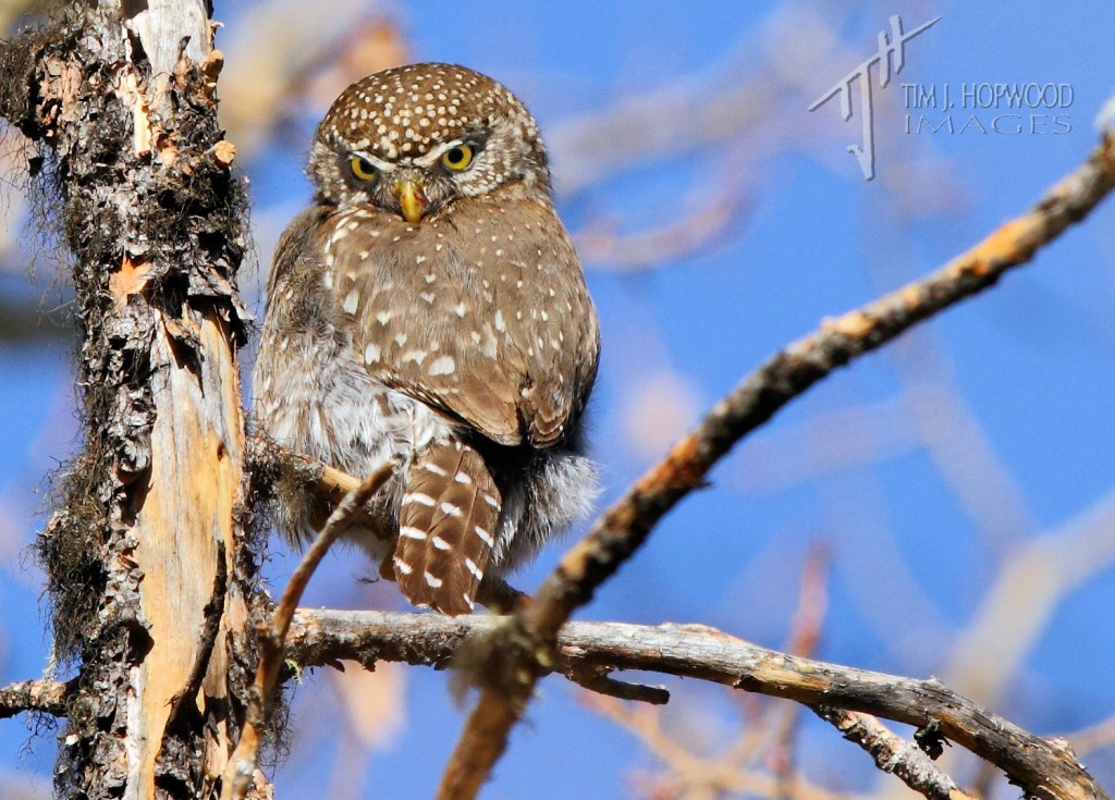 NPO - what are you looking at?