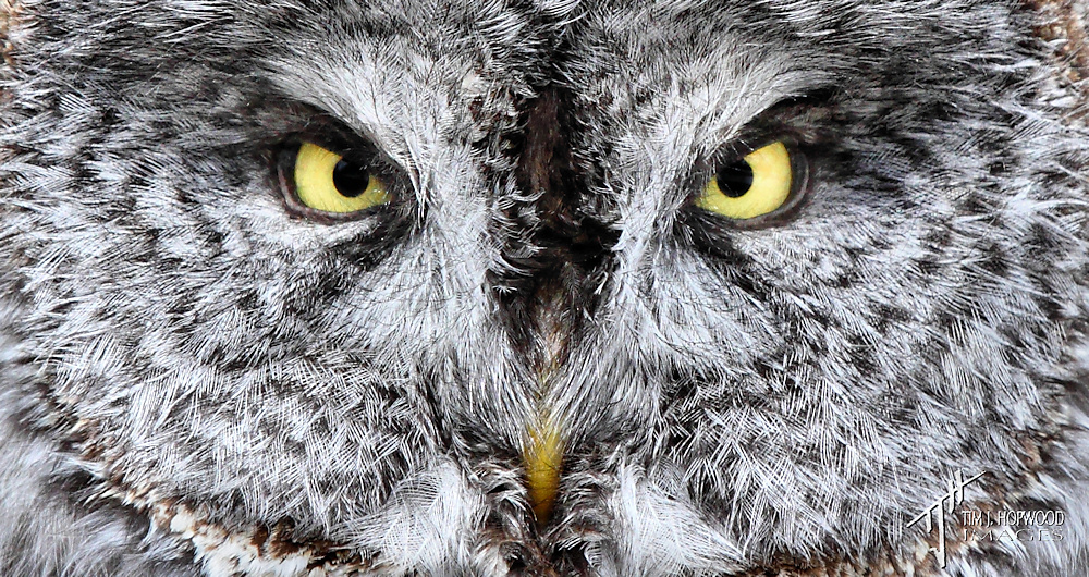 The 'death stare'
