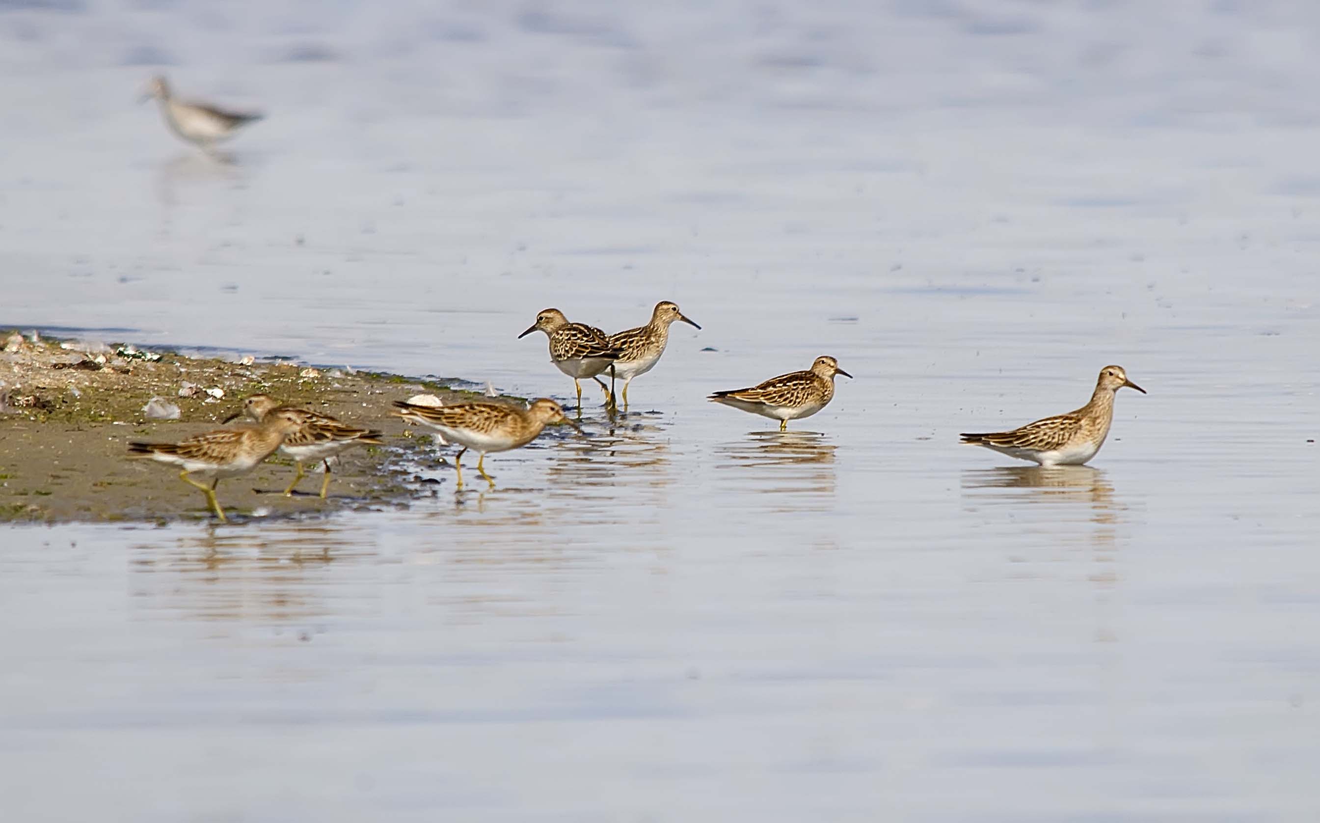 Pectoral and Least Sandpipers - Weed Lake, Alberta, September 2012