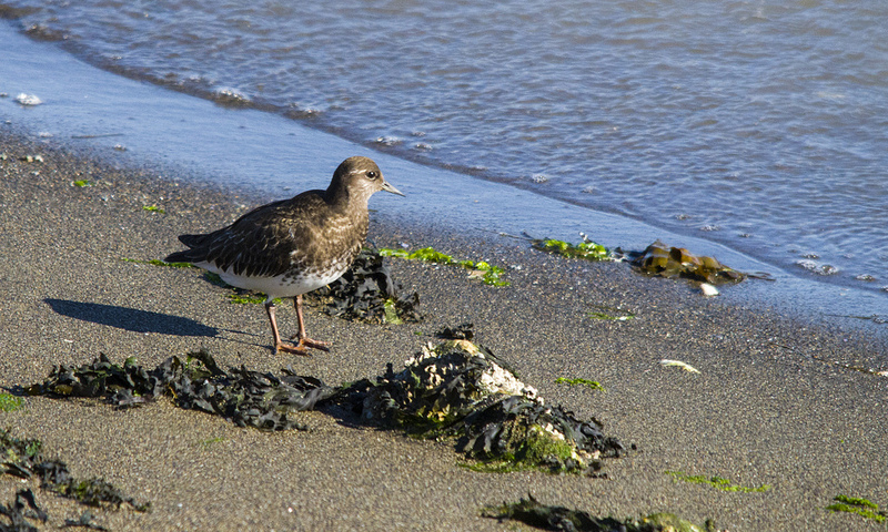 Black Turnstone - Iona Jetty, Vancouver, BC, September 2012