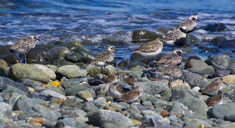 Dunlins in the foreground, Black-bellied Plovers in the background - Comox, BC, 2012