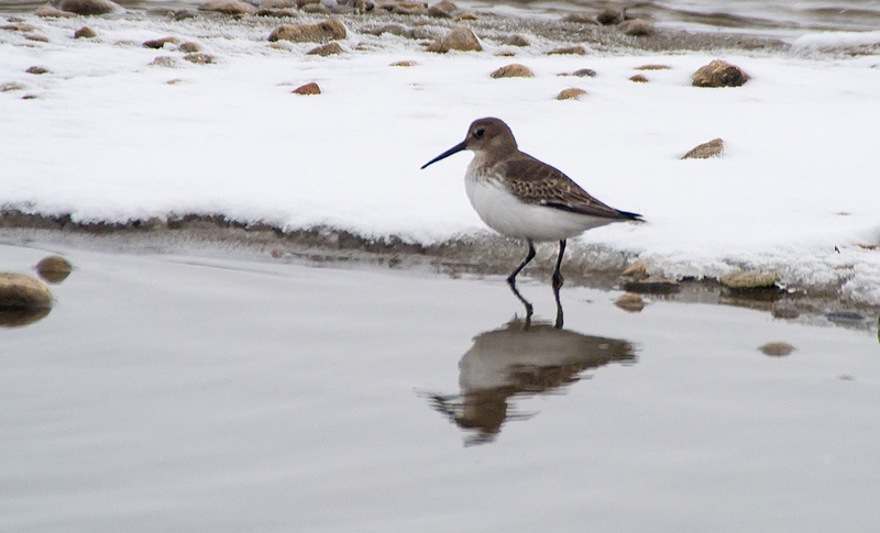 Dunlin - Weed Lake, 2012
