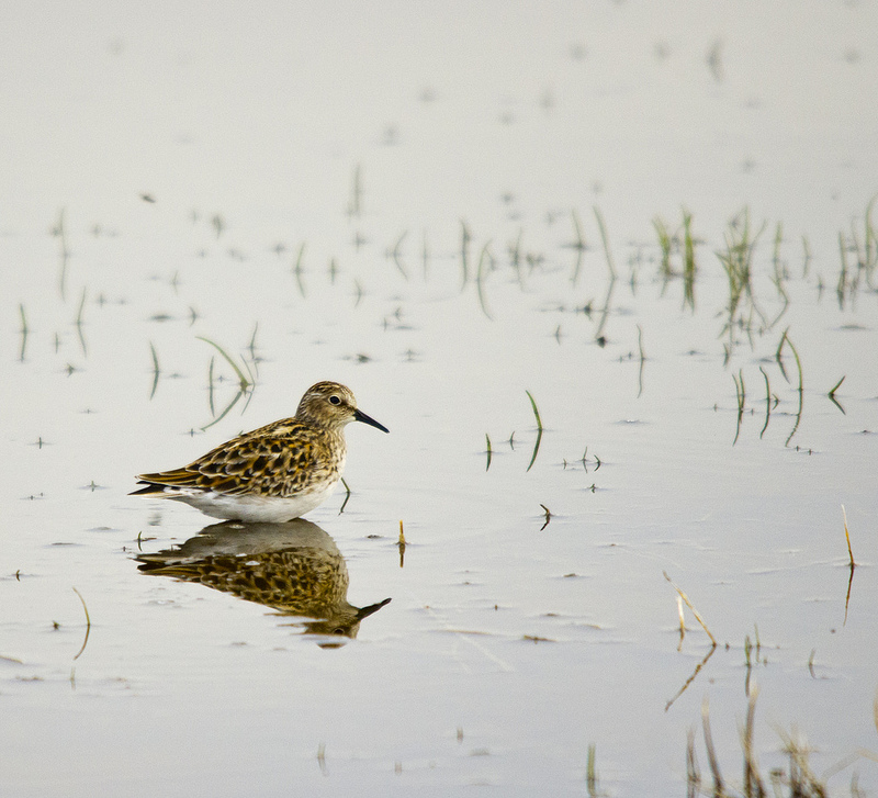 Least Sandpiper - Slack Slough, AB, May 2012