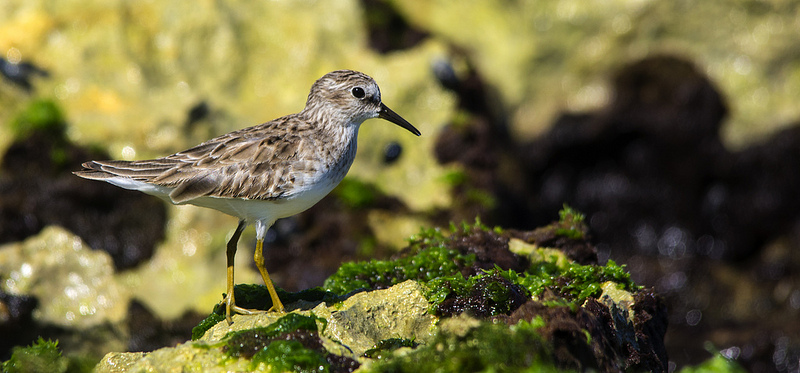 Least Sandpiper - Mexico, January 2013