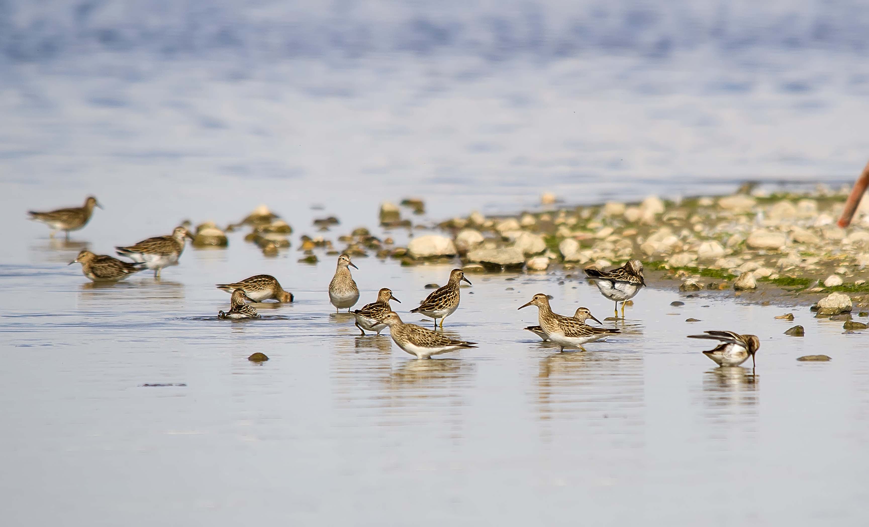 Pectoral Sandpipers - Weed Lake, AB, September 2012