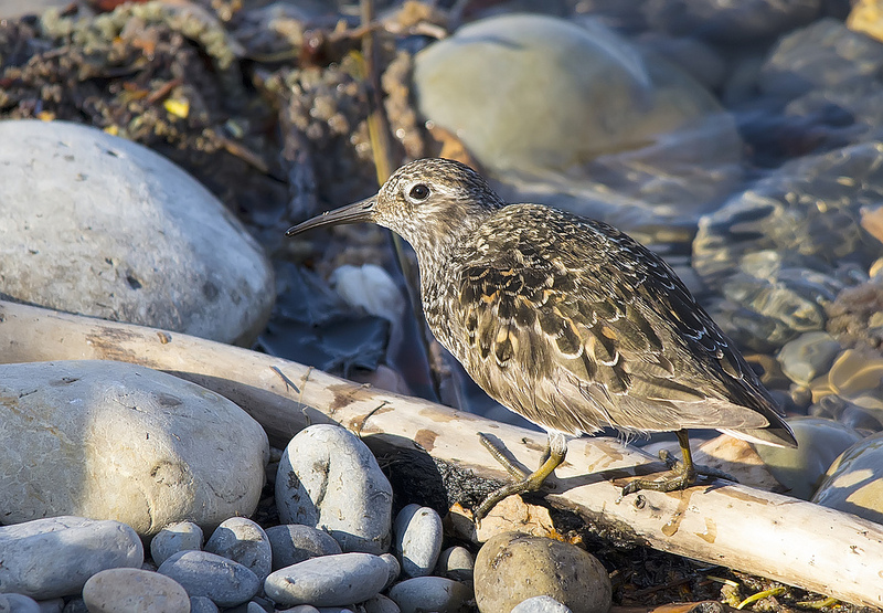Purple Sandpiper - Inglewood Bird Sanctuary, Calgary, 2013