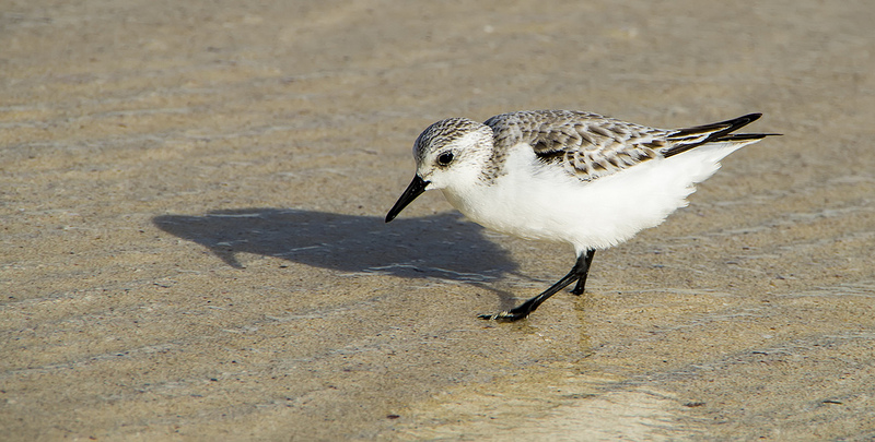 Sanderling - Mexico, 2013