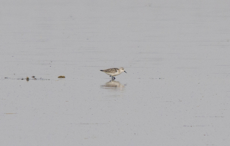 Sanderling - Weed Lake, 2012