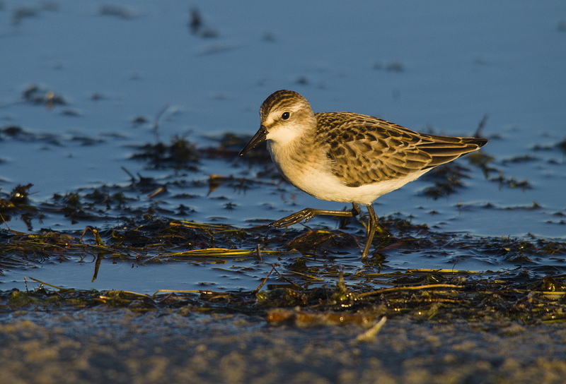 Semipalmated Sandpiper - Elk Island National Park, August 2012