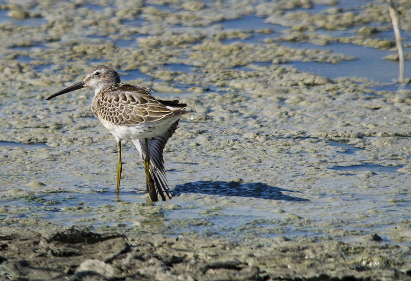 Stilt Sandpiper - Pakowki Lake, 2012