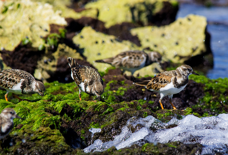 Ruddy Turnstones - Mexico, 2013