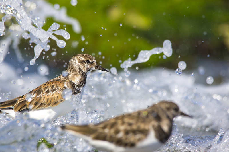 Ruddy Turnstones - Mexico, 2013